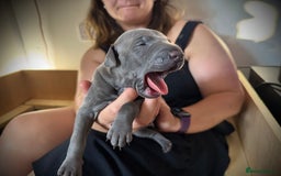 Italian Greyhound dogs for sale: KC Reg Italian Greyhound puppies - Only 1 boy left - Image 7