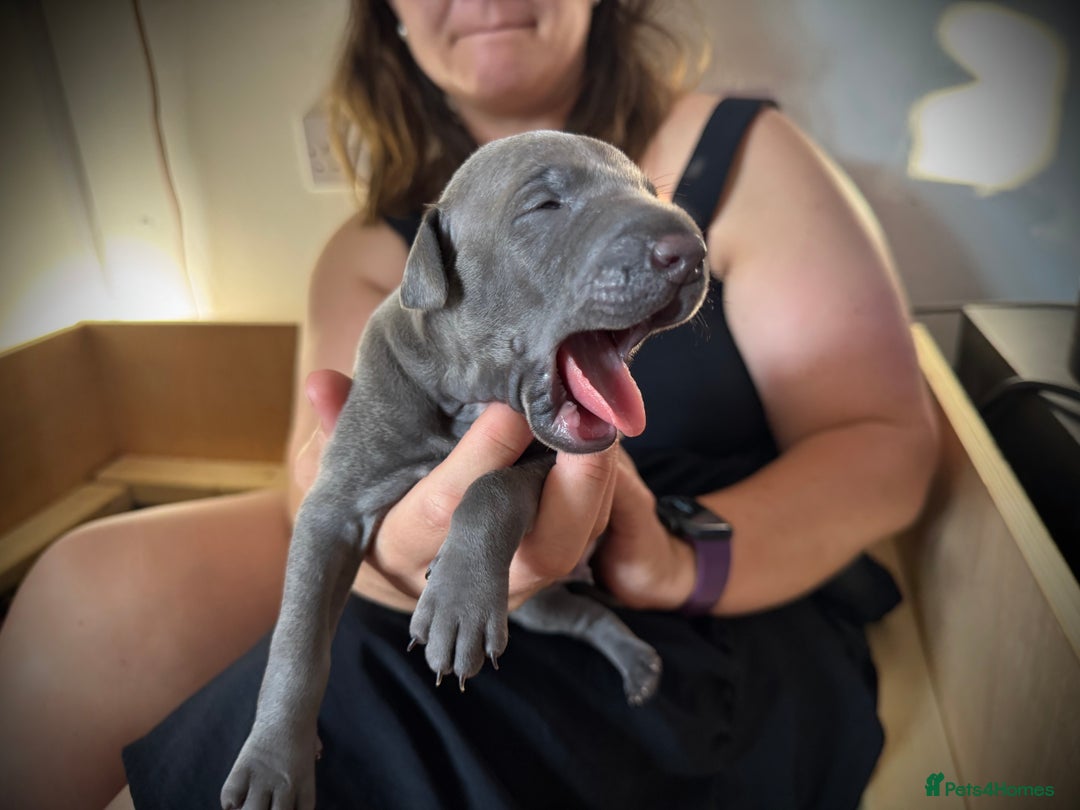Italian Greyhound dogs for sale: KC Reg Italian Greyhound puppies - Only 1 boy left - Image 7