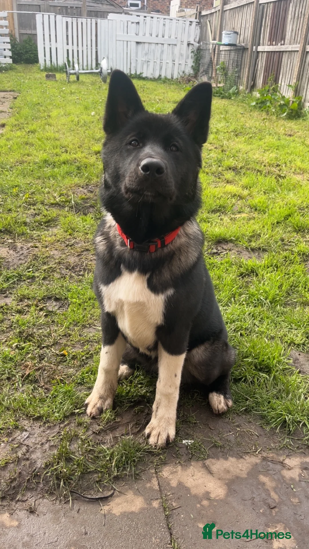 Akita dogs for sale: American Akita girl - Advert 1