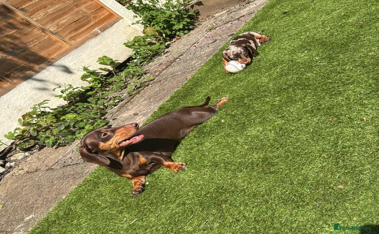 Miniature Dachshund dogs - Advert 16