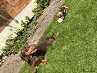 Miniature Dachshund dogs for sale - Advert 1