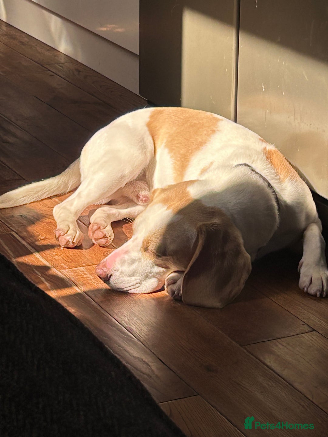 Beagle dogs for sale: 2 year old yellow coloured Beagle - Image 3