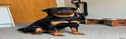 Rottweiler dogs for sale: 2 year old loving Rottweiler boy in Liverpool - Advert 3
