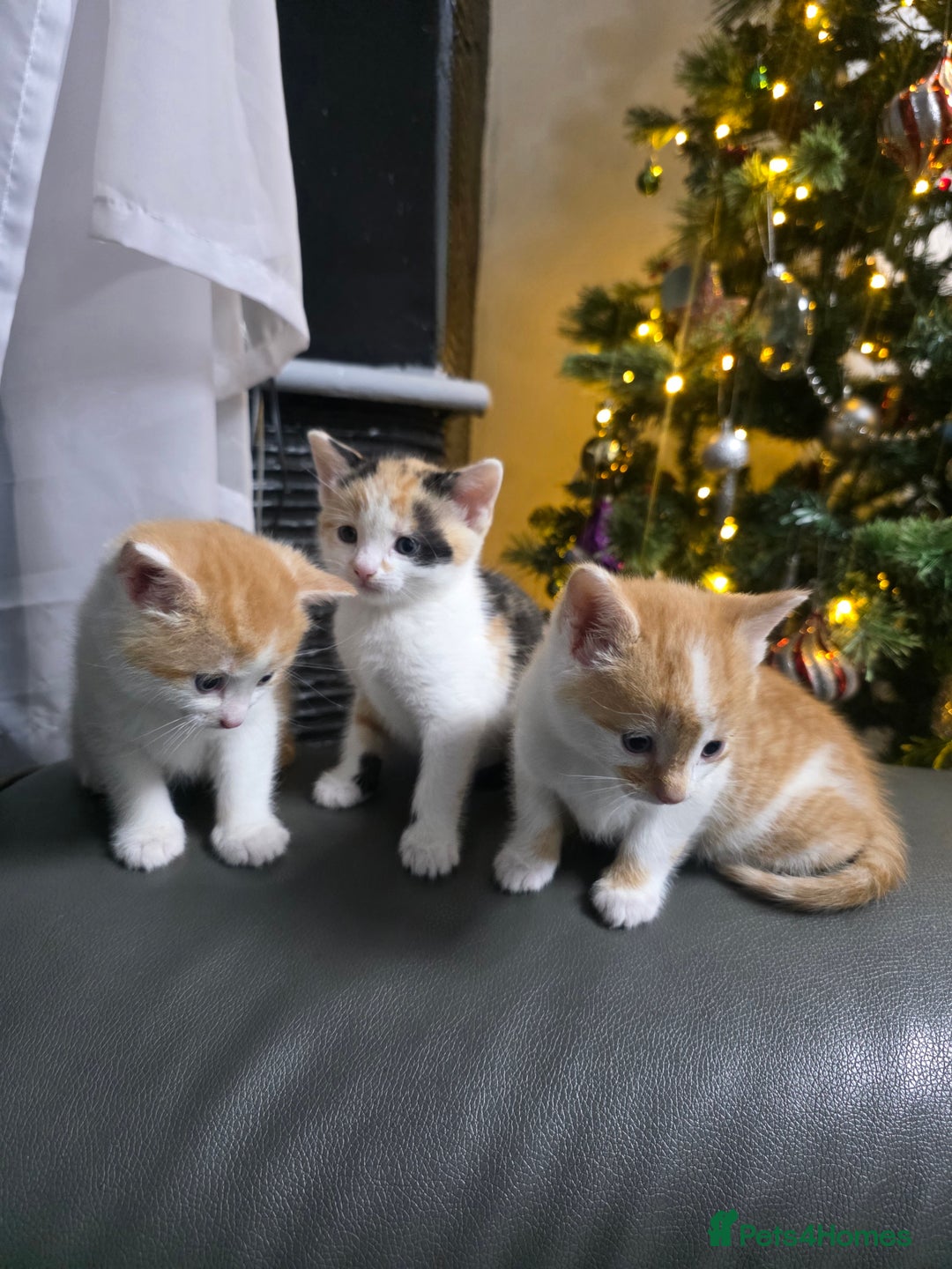 Mixed Breed cats for sale: Beautifull Kittens ready to go  - Advert 20