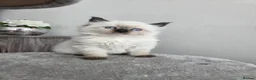 Siberian cats for sale: 🤩Champion bloodlines neva masquerade siberians🤩 - Advert 2