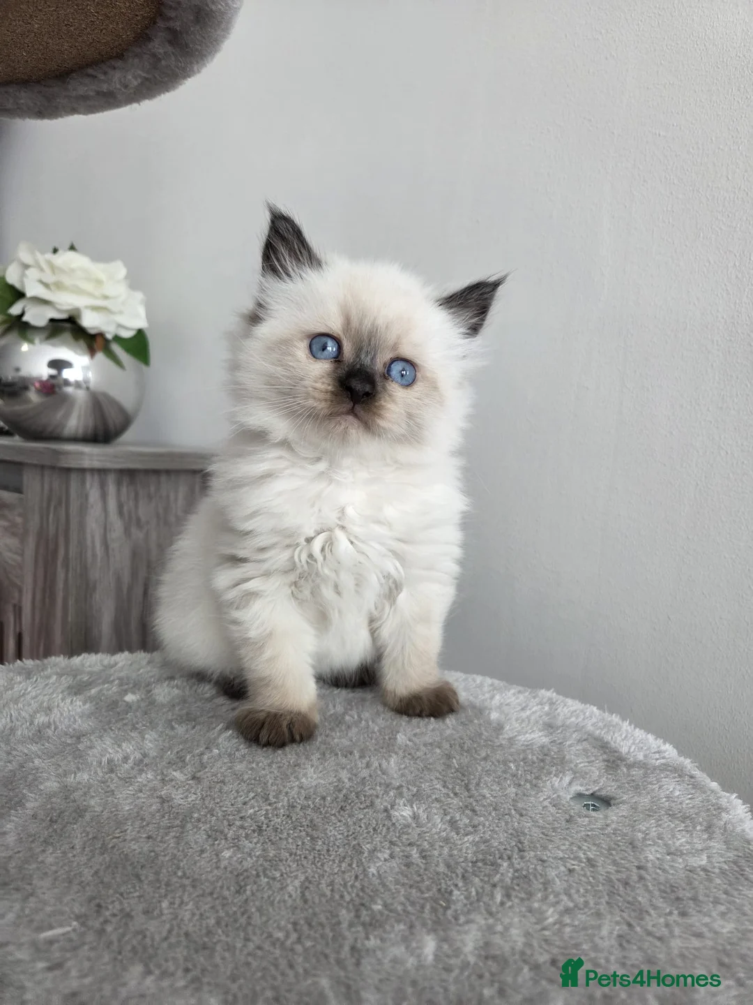 Siberian cats for sale: 🤩Champion bloodlines neva masquerade siberians🤩 - Advert 2