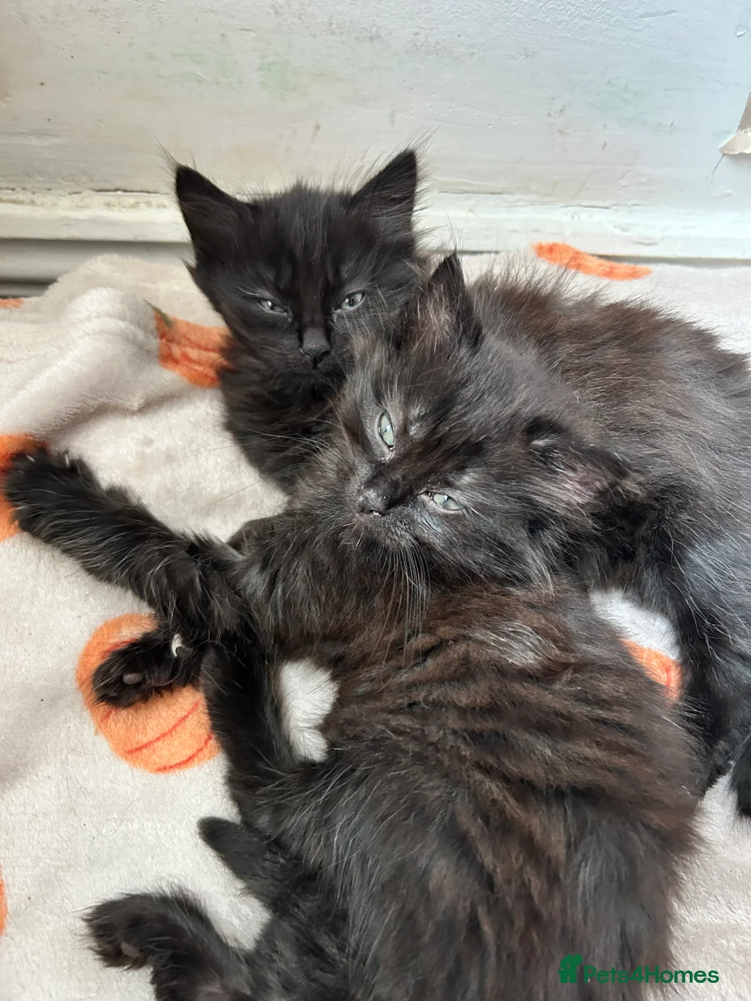 Mixed Breed cats for sale: Two little bundles of joy. - Advert 6