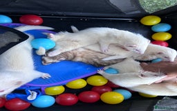 Ferret rodents for sale: Albino ferret kits  - Image 14
