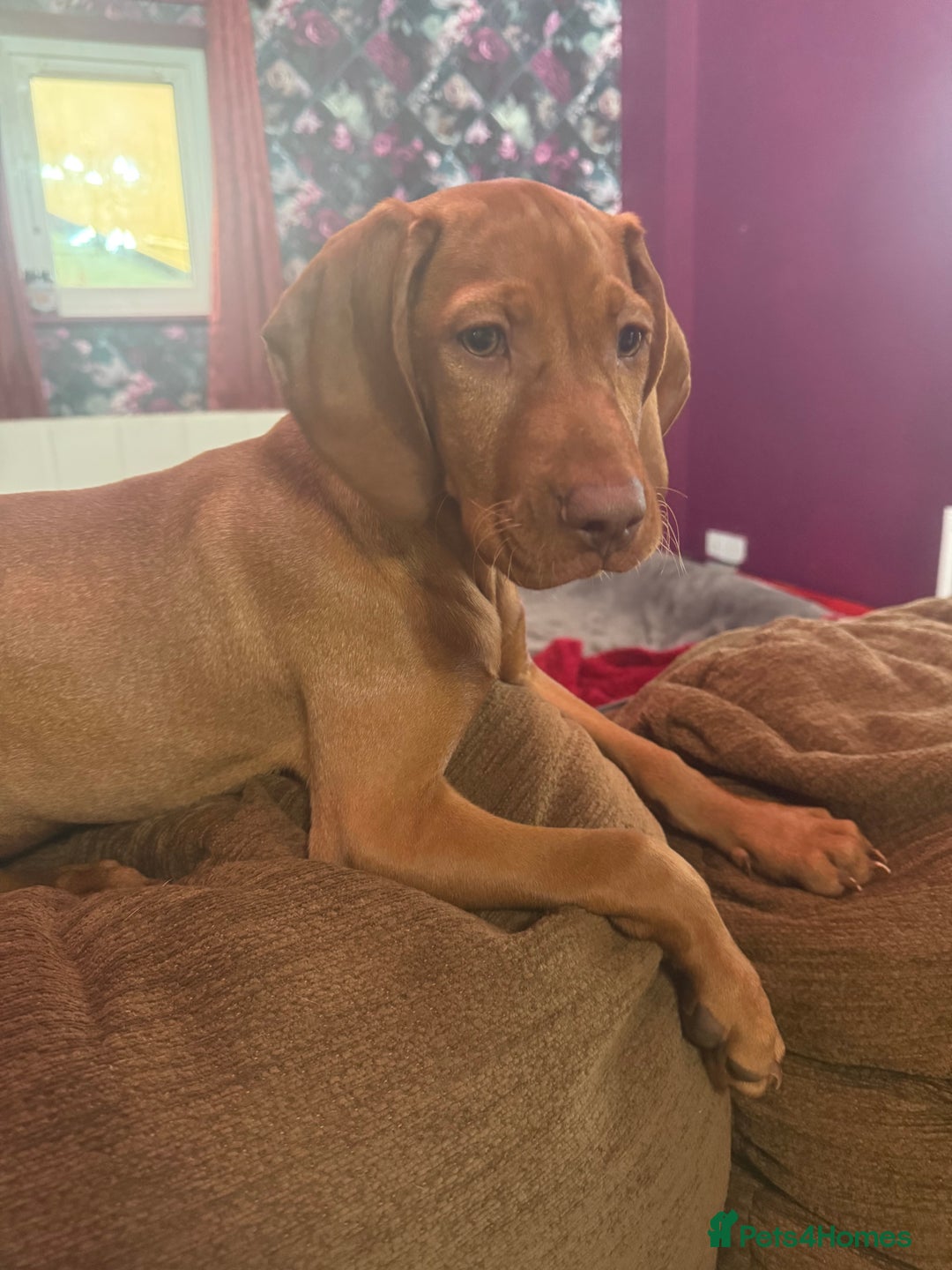 Hungarian Vizsla dogs for sale:  Returned puppy Hungarian vizsla - Advert 11