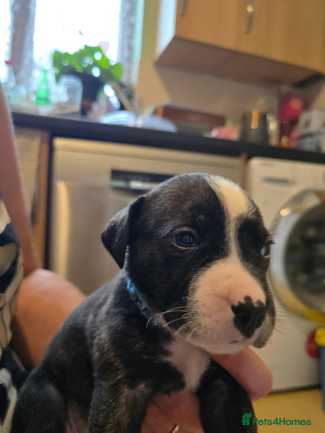 Mixed Breed dogs for sale: Bullmastiff x staff puppies - Image 2