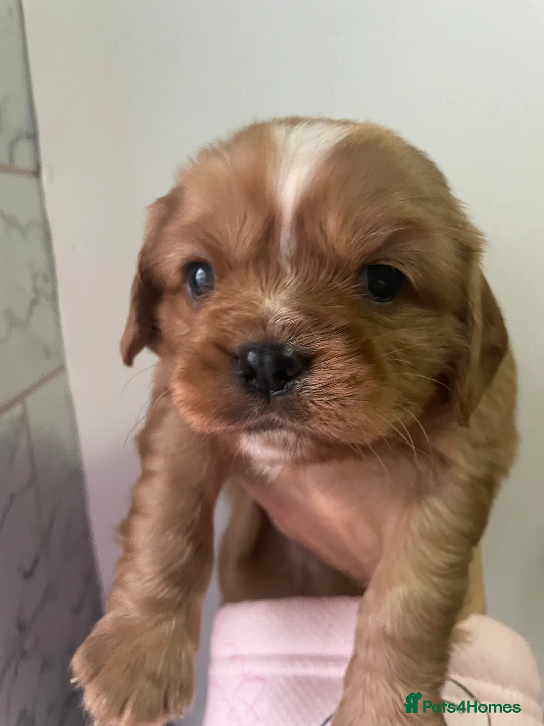 Cavalier King Charles Spaniel dogs for sale: Beautiful Cavalier puppies - Advert 15