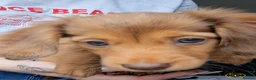 Miniature Dachshund dogs for sale: Miniature long-haired dapple dachshund  - Advert 2