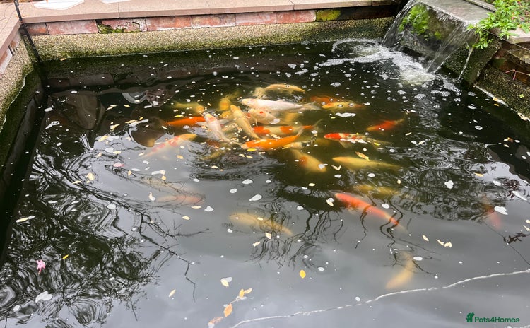 Koi Carp fish - Advert 1