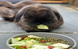 Mini Lop rabbits for sale: PLEASE READ 🐰 male and female (both neutered) in Leicester - Image 12