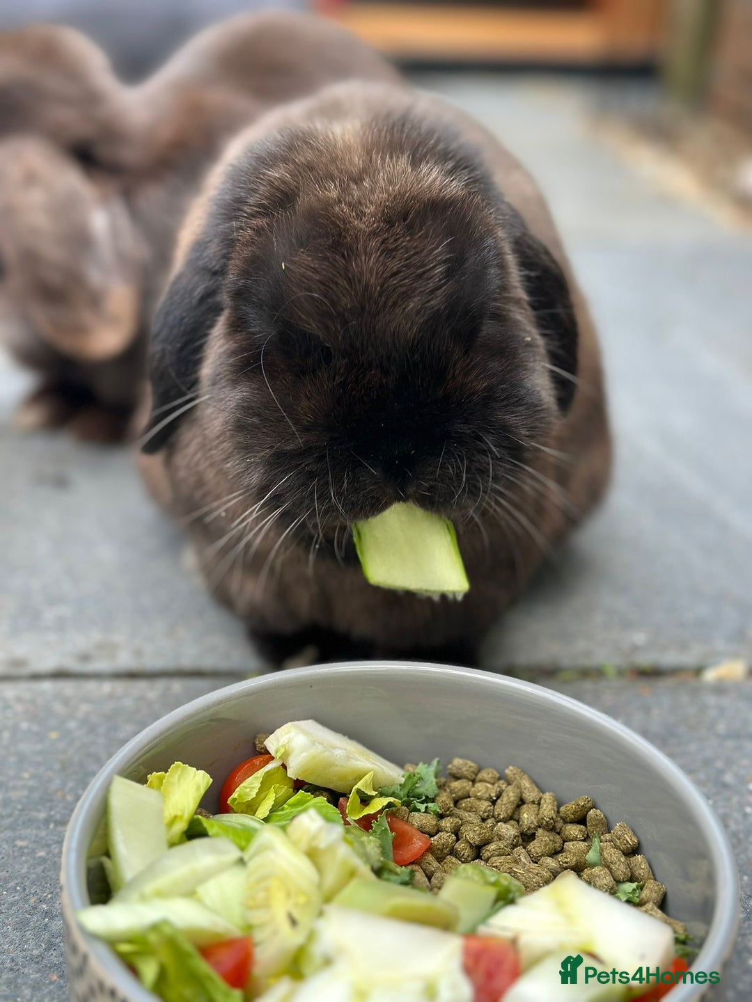 Mini Lop rabbits for sale: PLEASE READ 🐰 male and female (both neutered) in Leicester - Image 12