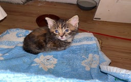 European cats for sale: 5 gorgeous baby kittens - Image 7
