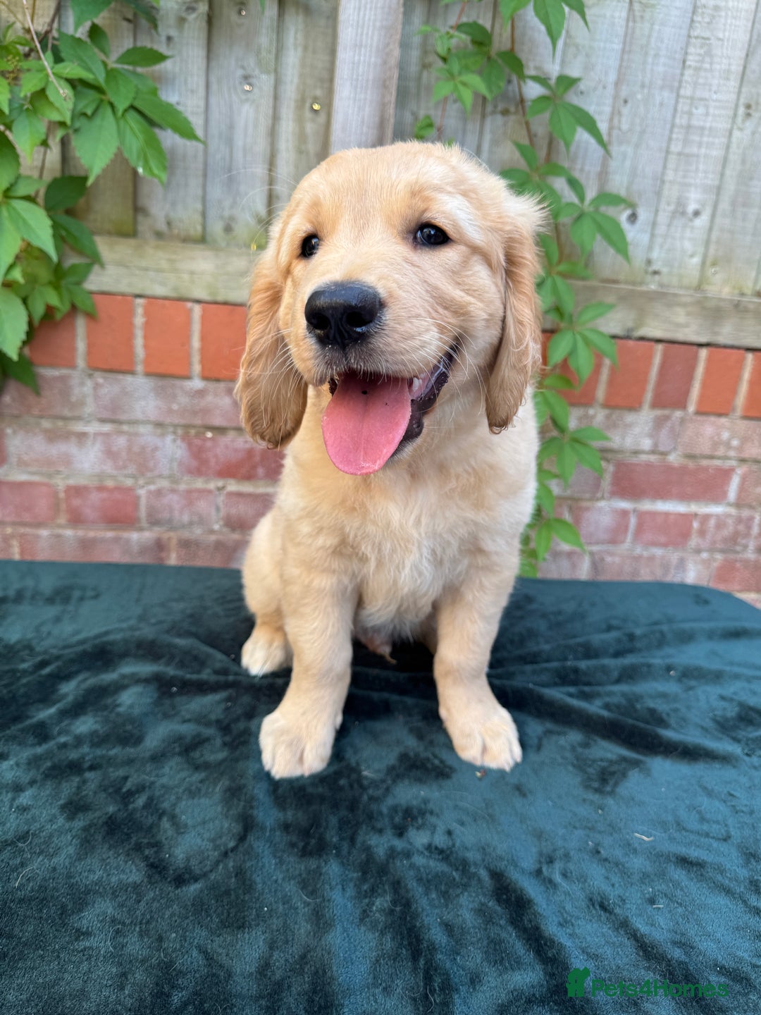 Golden Retriever dogs for sale: Show x Working. Naturally raised. Crate training  in Warminster - Image 6