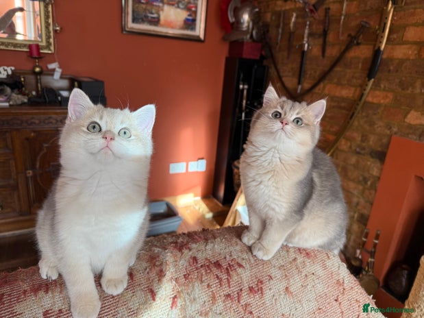 British Shorthair cats READY Champion lines Blue Golden BSH - Advert 9