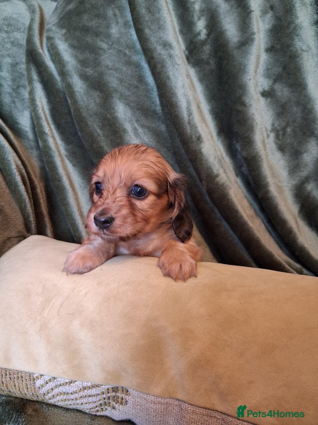Miniature Dachshund dogs for sale: KC LONGHAIRED MINIATURE DACHSHUNDS  - Image 18