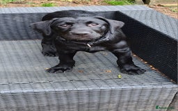 Labrador Retriever dogs for sale: Last girl Kc reg labrador puppies  in Jedburgh - Image 1