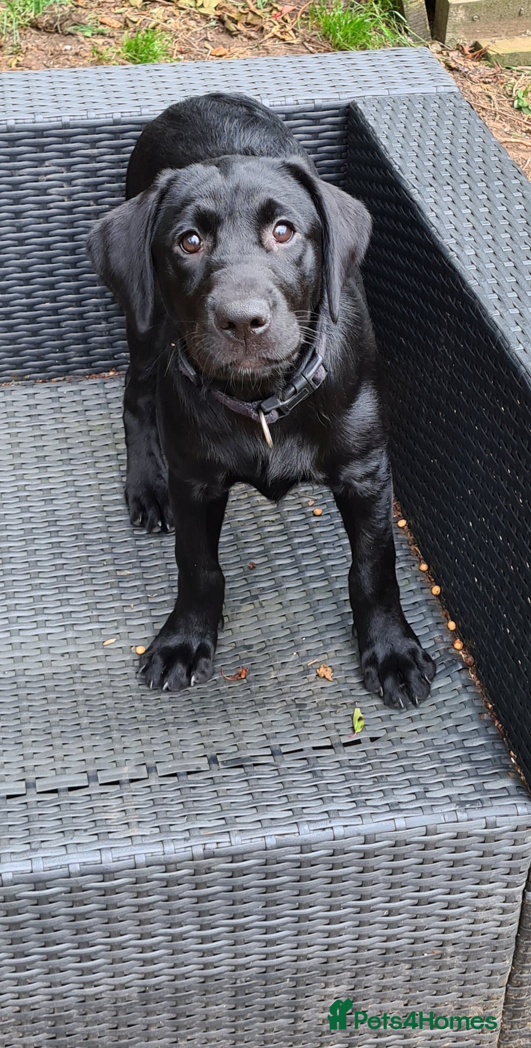 Labrador Retriever dogs for sale: Last girl Kc reg labrador puppies  in Jedburgh - Image 1