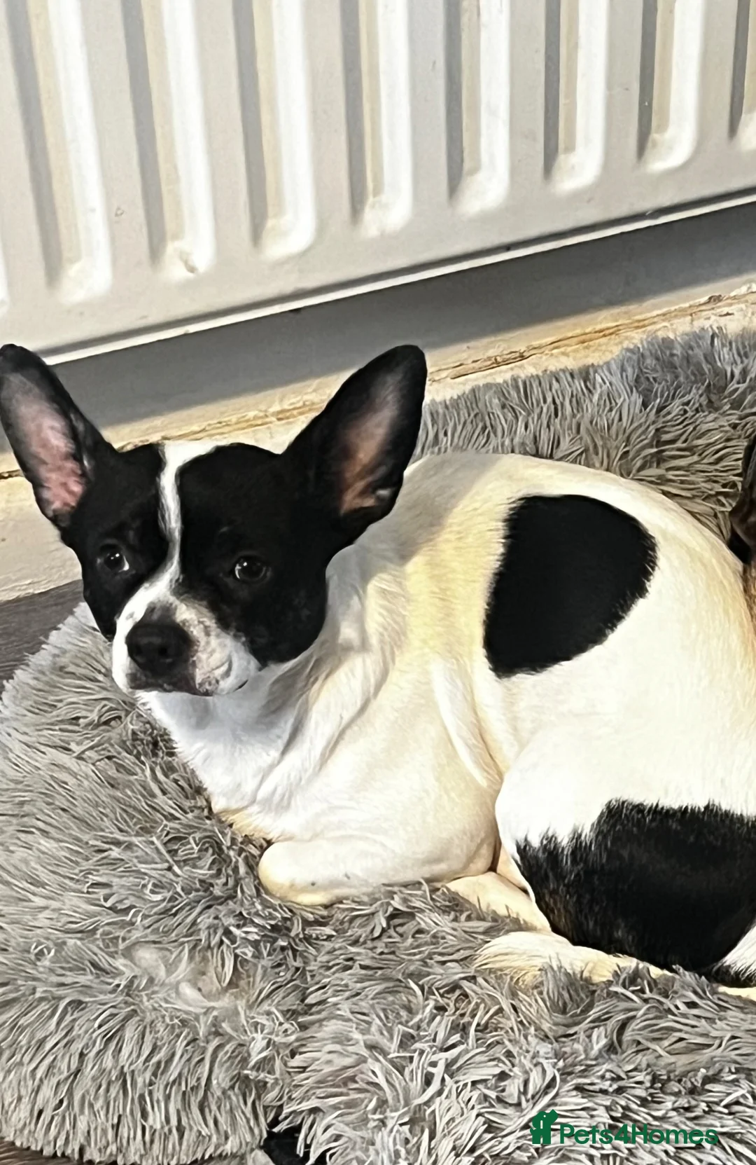 Mixed Breed dogs for sale: Female chihuahua mix in Runcorn - Advert 1