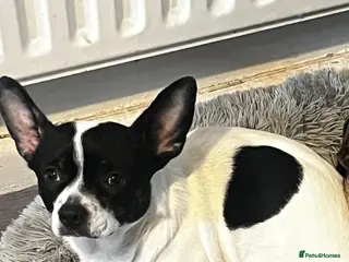 Mixed Breed dogs Female chihuahua mix - Advert 1