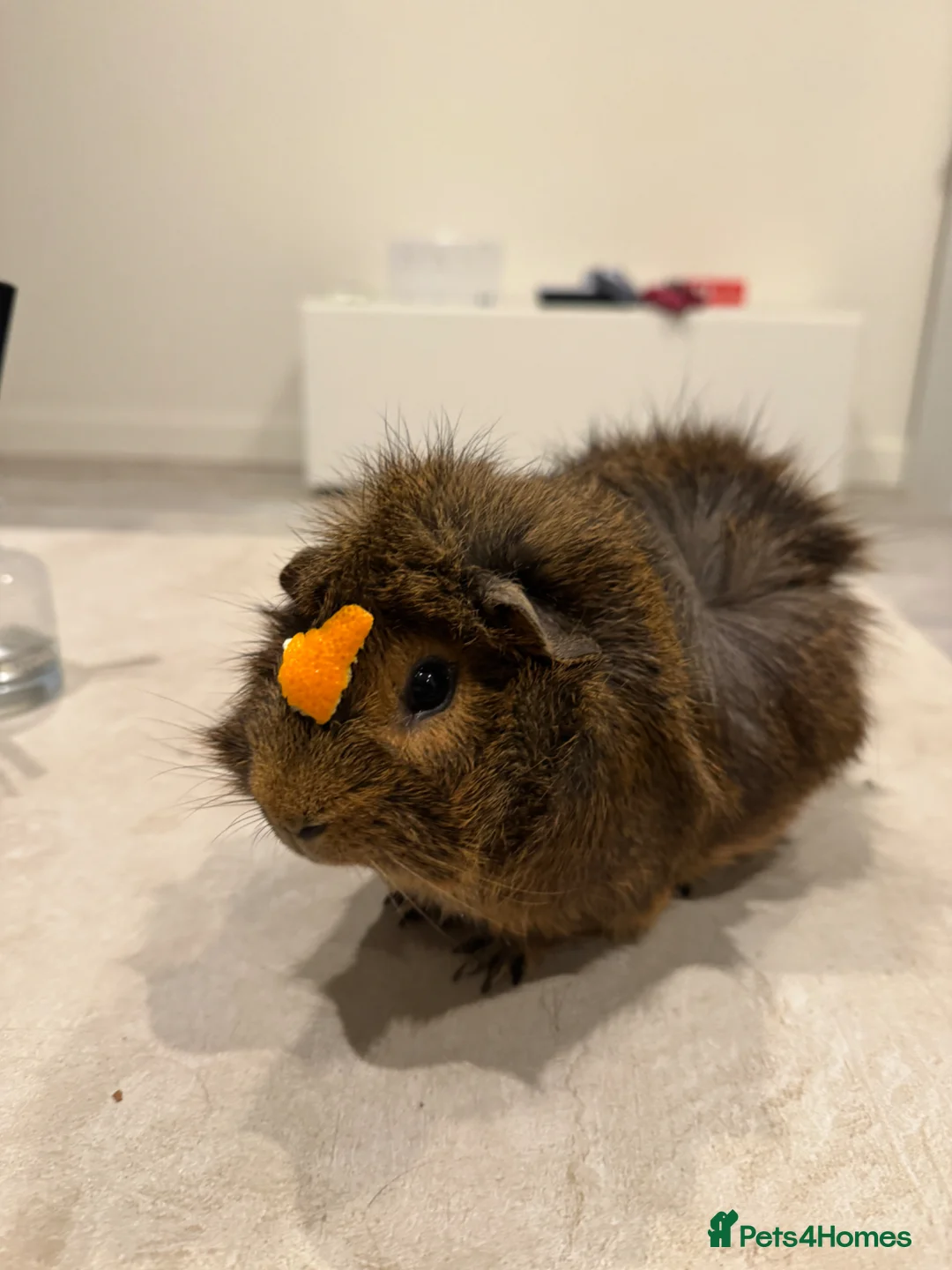 Guinea Pig rodents for sale: Rehoming my guinea pig in London - Advert 1