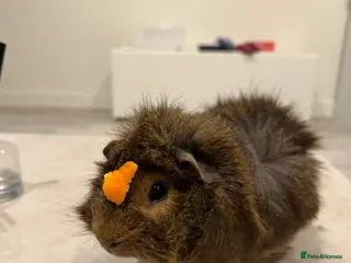 Guinea Pig rodents Rehoming my guinea pig - Advert 1