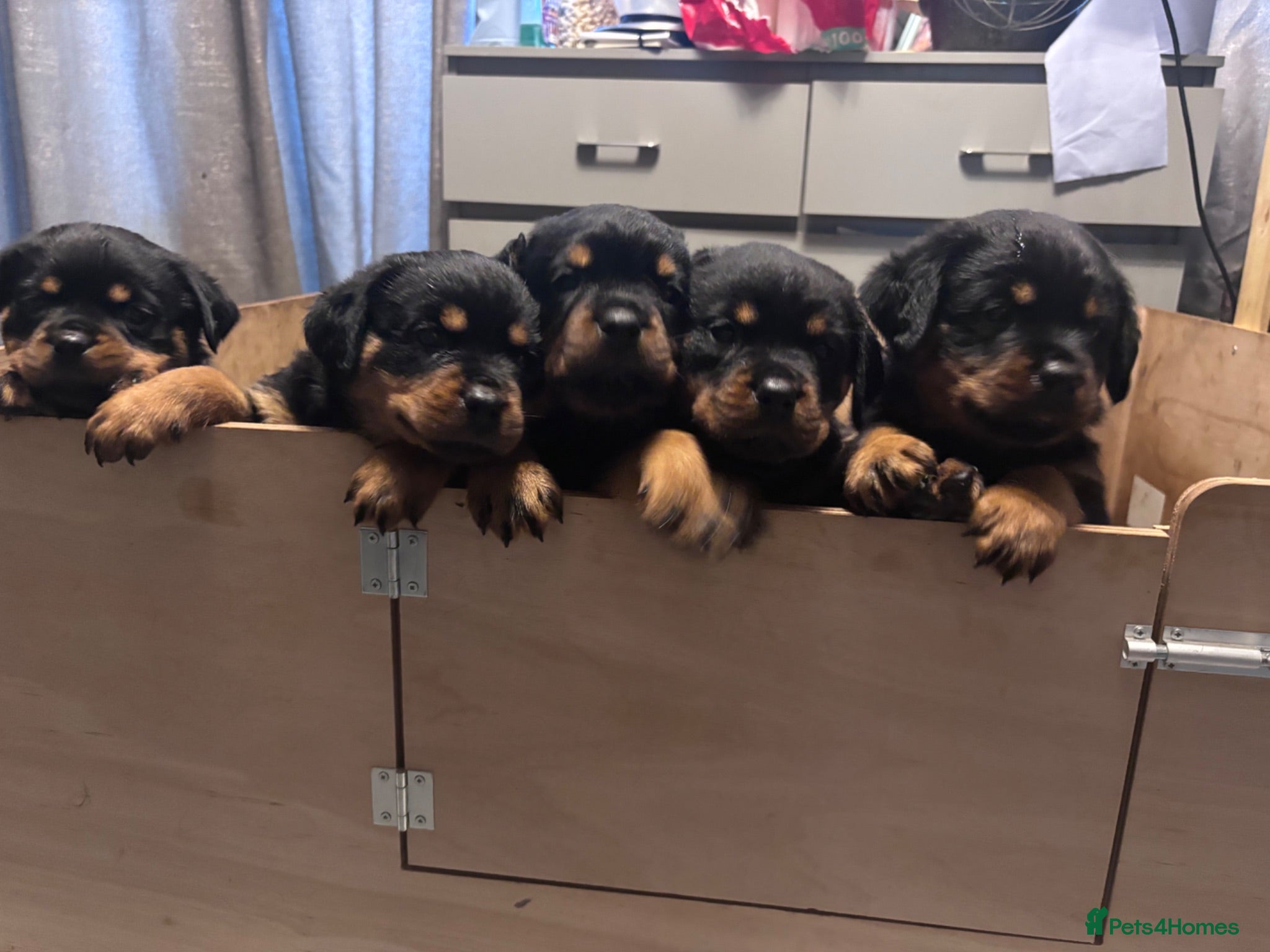 Rottweiler dogs ELITE KC REGISTERED GERMAN ROTTWEILER PUPPIES  - Advert 2