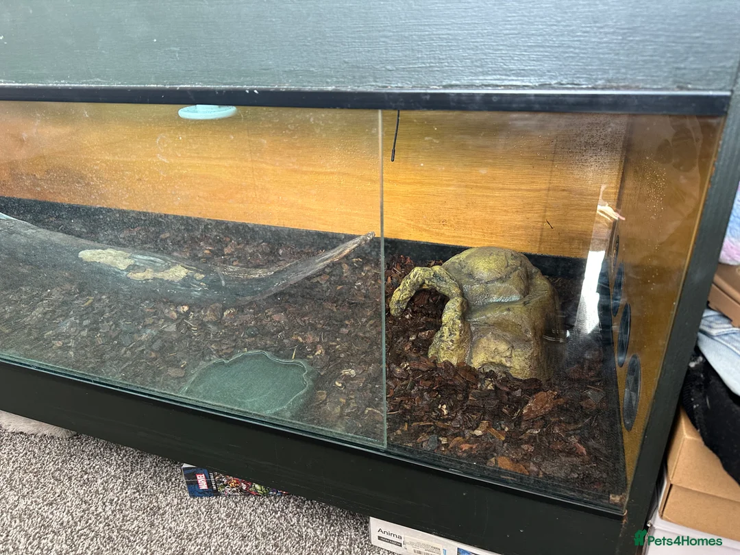 Tortoise reptiles for sale: Red footed tortoises with enclosure  in Sunderland - Advert 7