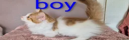 Munchkin cats for sale: Beautiful Munchkin kittens  - Advert 34