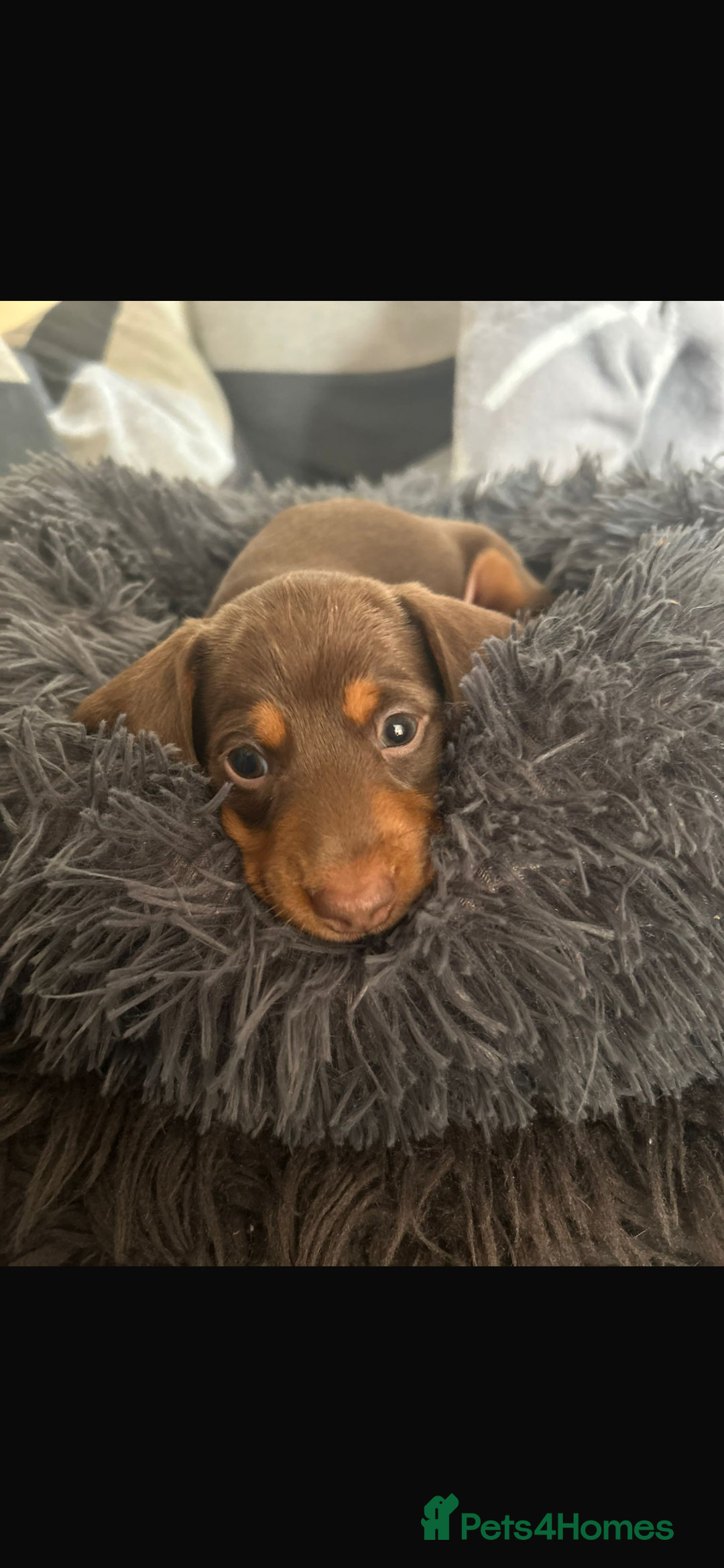 Miniature Dachshund dogs for sale: Miniature dachshunds  - Image 12