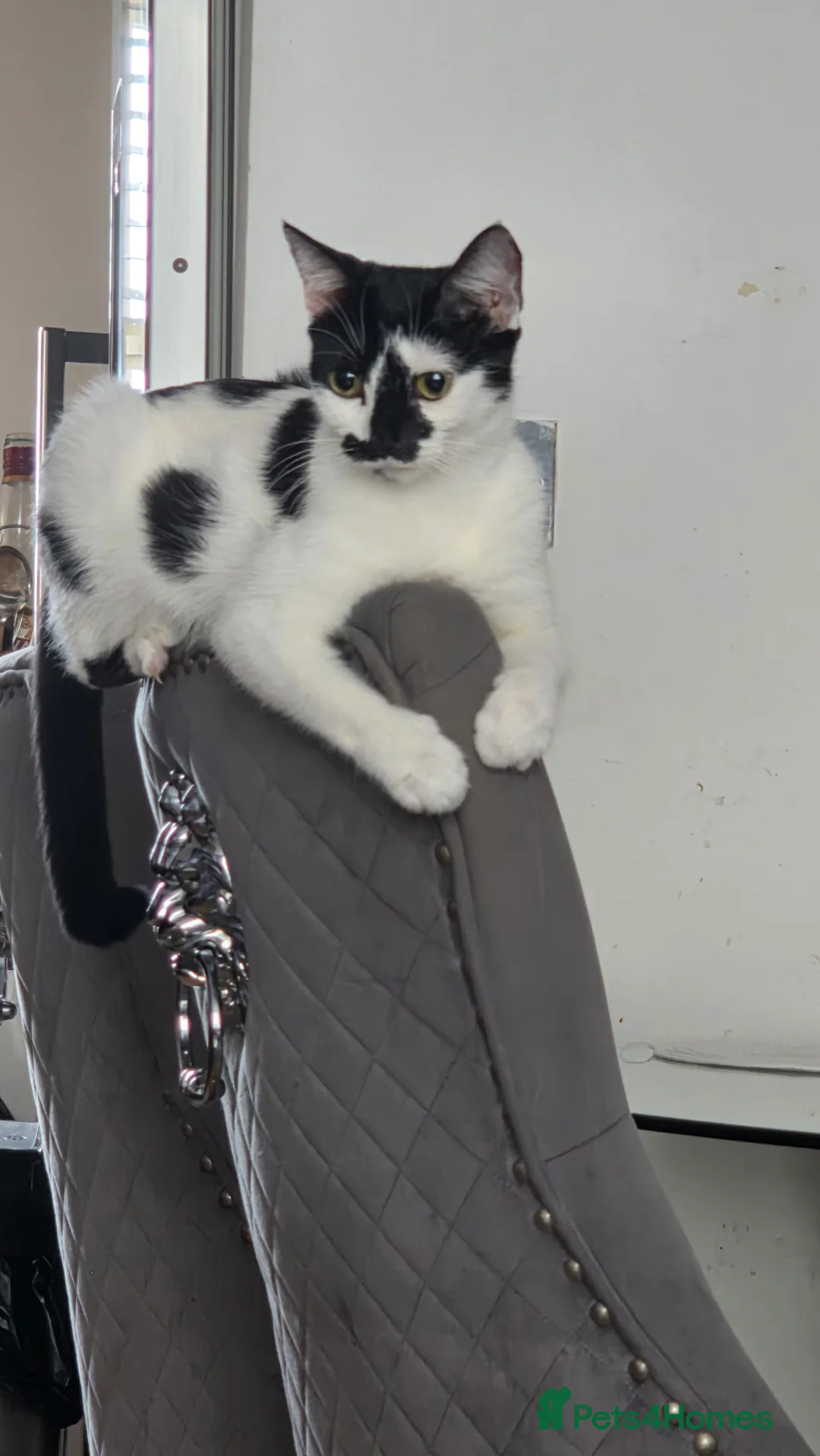 British Shorthair cats for sale: Beautiful kitten - Advert 8