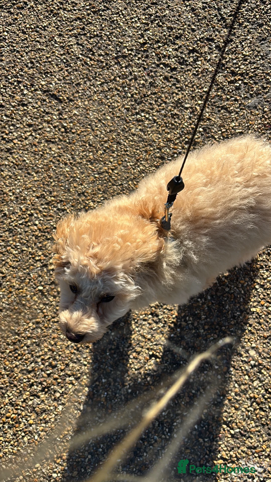 Toy Poodle dogs for sale: Cupcake - Advert 1