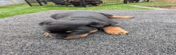 Rottweiler dogs for sale: 4 rottweiler boys  - Advert 9