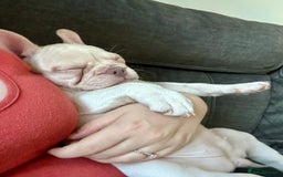 French Bulldog dogs for sale: READY NOW!! KC registered French bulldogs - Image 38