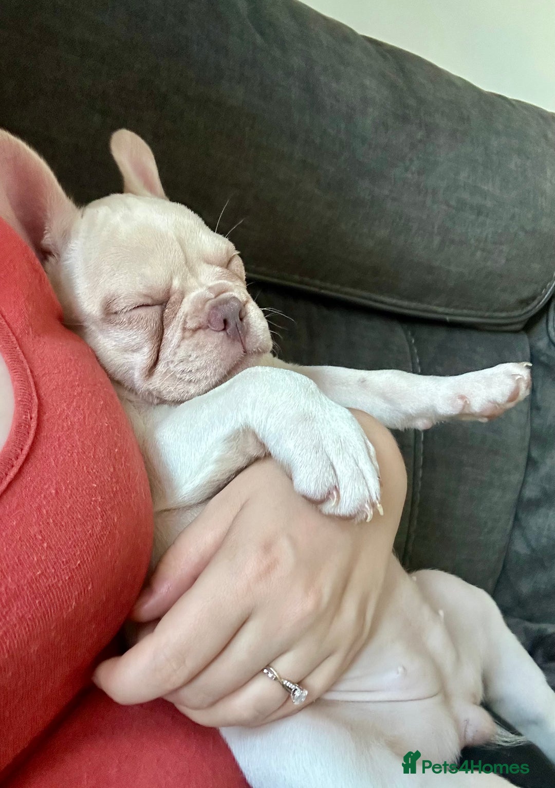 French Bulldog dogs for sale: READY NOW!! KC registered French bulldogs - Image 38