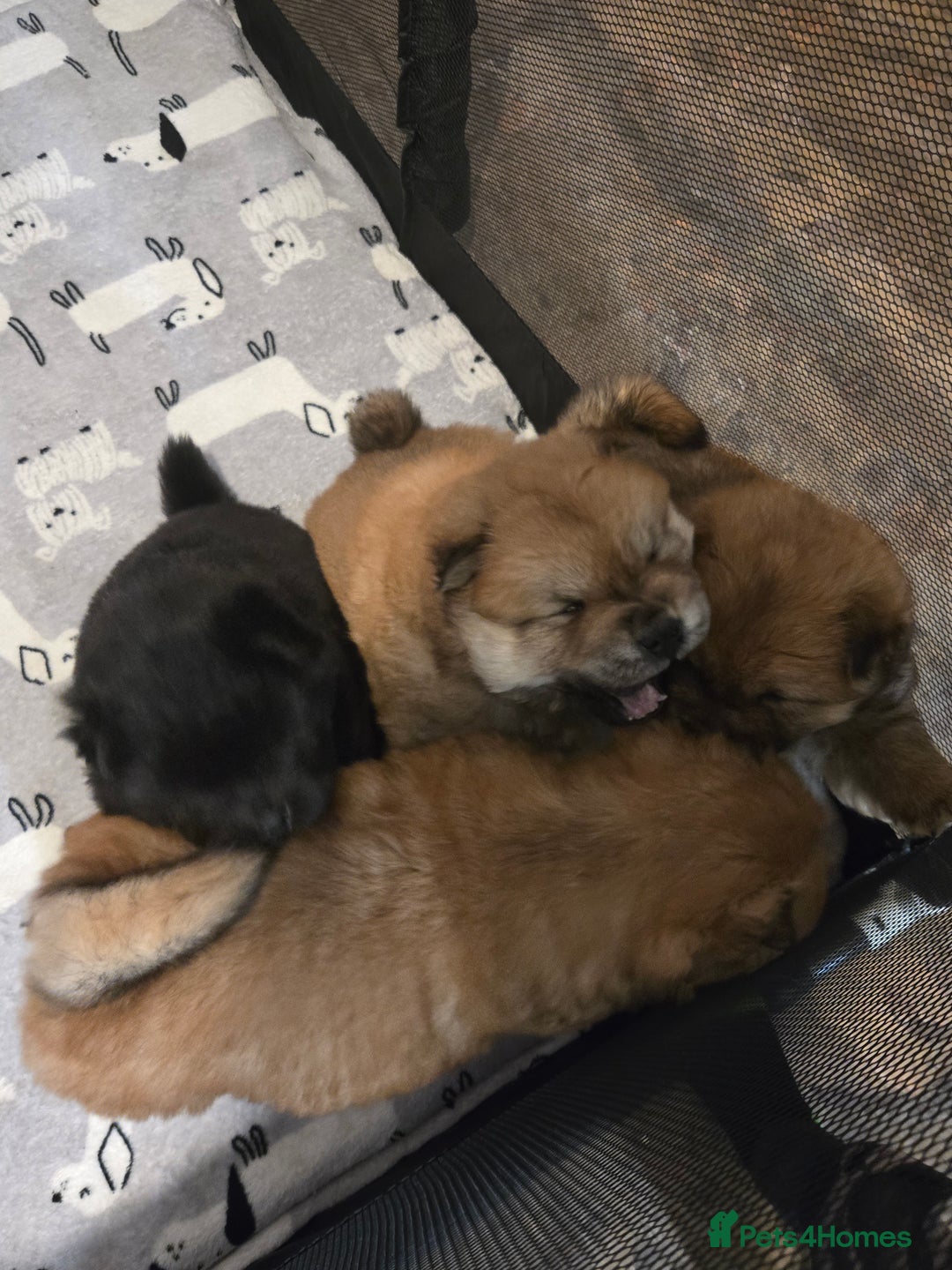 Chow Chow dogs for sale: Chow chow puppies - Advert 15