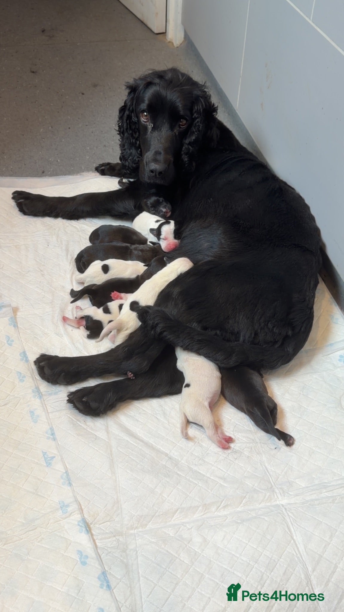 Mixed Breed dogs 12 stunning sprocker cross blue stuffy puppies  - Advert 3