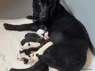 Mixed Breed dogs 12 stunning sprocker cross blue staffy puppies - Advert 4