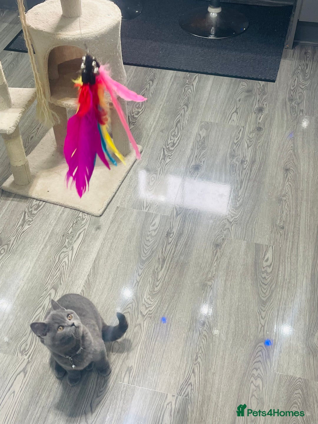 British Shorthair cats for sale: Beautiful Blue Chunky British Shorthair Girl! - Advert 12