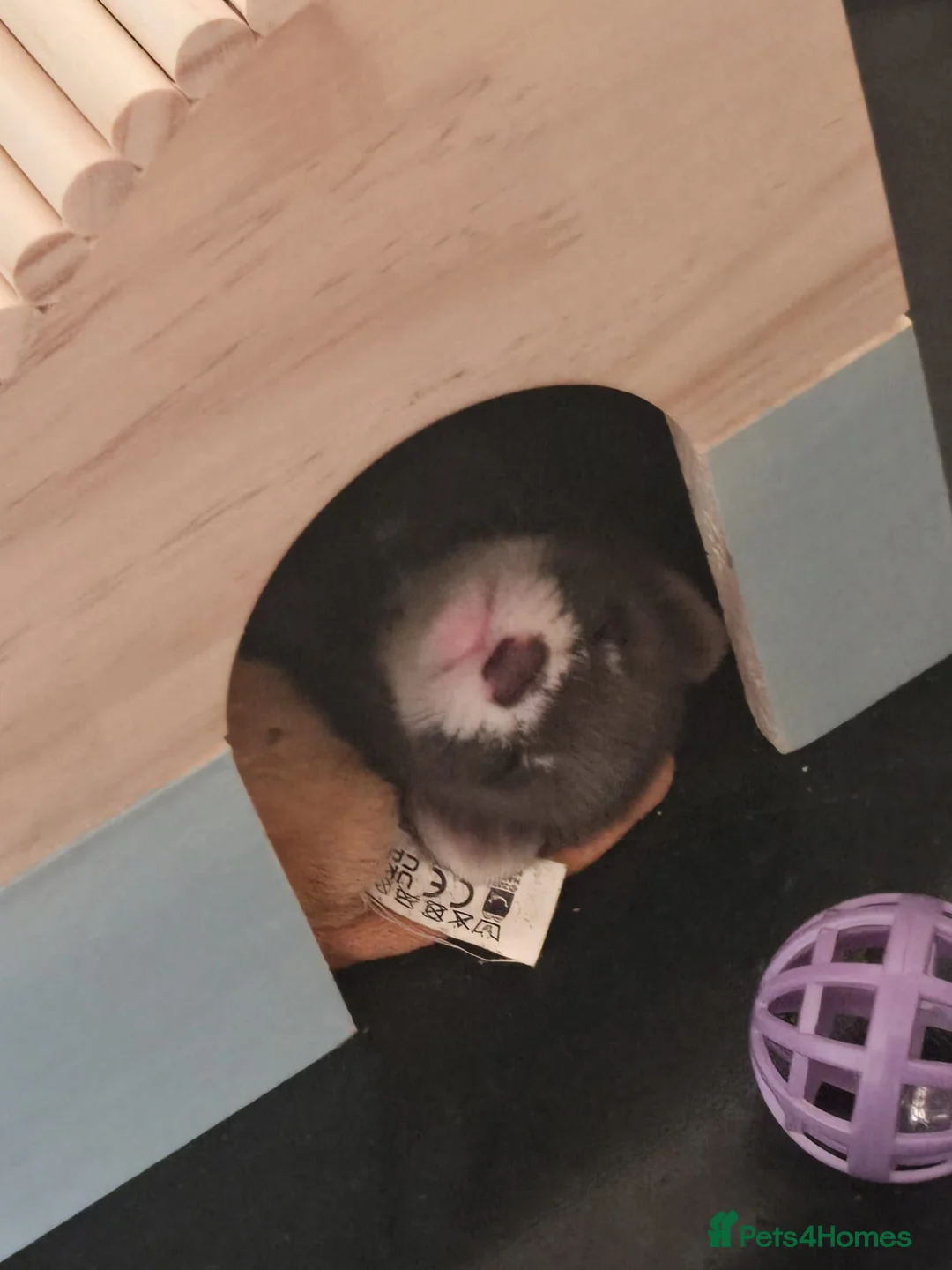 Ferret rodents for sale: 2 female Jill's for rehoming  - Advert 10