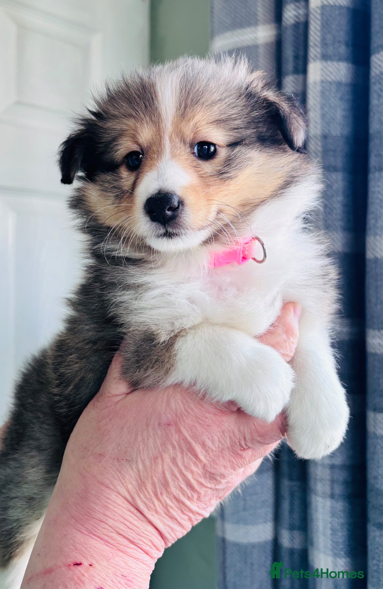 Shetland Sheepdog dogs sable and white Shetland sheepdog puppies  - Advert 5
