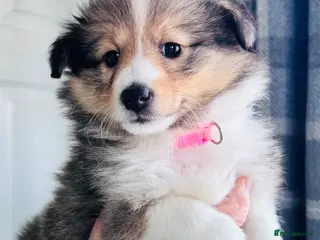 Shetland Sheepdog dogs sable and white Shetland sheepdog puppies - Advert 5