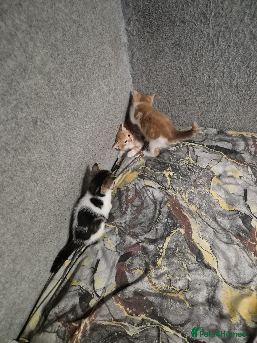 Mixed Breed cats for sale: Friendly kitten - Image 21