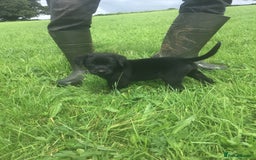 Labrador Retriever dogs for sale: Beautiful KC Reg Lab pups  - Image 21