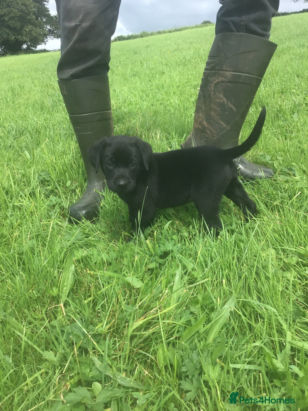 Labrador Retriever dogs for sale: Beautiful KC Reg Lab pups  - Image 21