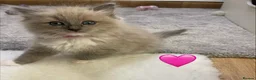Ragdoll cats for sale: Beautiful Ragdolls  - Advert 7