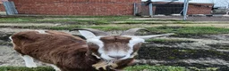 Goats livestock for sale: Friendly goats for sale  in Northallerton - Advert 2